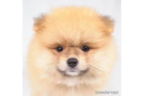 成約済の東京都のポメラニアン-188142